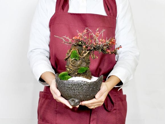 石付き長寿梅