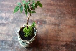 ハゼノキ 親子 信楽鉢