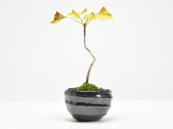 ちびイチョウの盆栽を販売｜盆栽妙 – 盆栽妙 本店