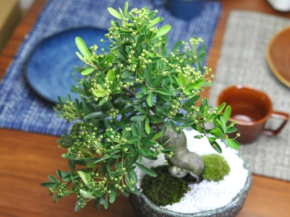 Amazon.co.jp: 盆栽技術大系 10 ウメモドキ ピラカンサ カリン