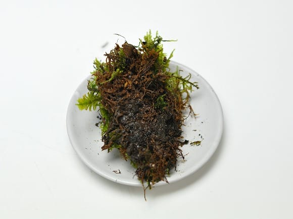 這苔(はいごけ)パックの盆栽を販売｜盆栽妙 – 盆栽妙 本店