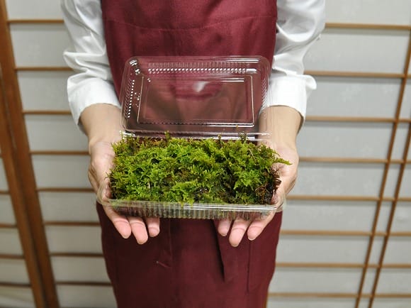 這苔(はいごけ)パックの盆栽を販売｜盆栽妙 – 盆栽妙 本店