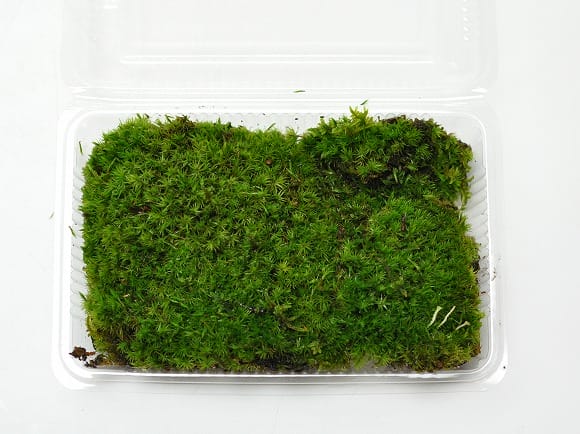 山苔　苔ぼっくりさん専用　2トレー分 楽天市場】苔 シッポゴケ大トレー しっぽ苔 しっぽごけ 苔玉 苔
