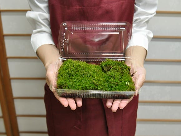しっぽ苔(しっぽごけ)パックを販売｜盆栽妙 – 盆栽妙 本店