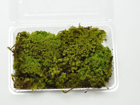 スナゴケ 20トレー すな苔 苔玉 苔リウム