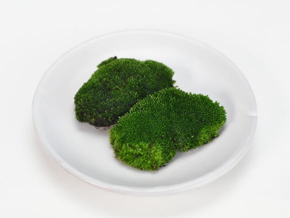 ビロード苔パックを販売｜盆栽妙 – 盆栽妙 本店