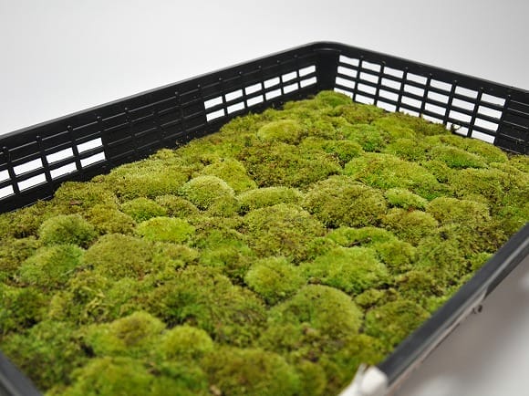 山苔(やまごけ) 大トレーの盆栽を販売｜盆栽妙 – 盆栽妙 本店