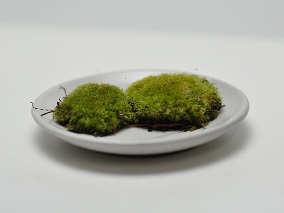 山苔(やまごけ) 大トレーの盆栽を販売｜盆栽妙 – 盆栽妙 本店