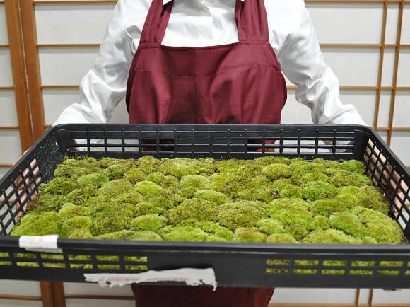 山苔(やまごけ) 大トレーの盆栽を販売｜盆栽妙 – 盆栽妙 本店