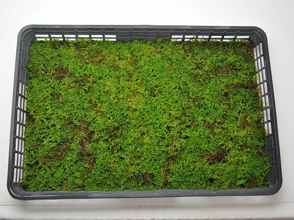 スナゴケ　40枚　40トレー　すな苔 砂苔(スナゴケ)小トレーを販売｜盆栽妙 – 盆栽妙 本店