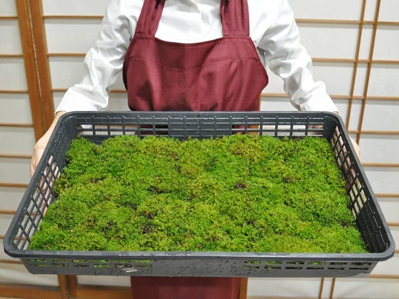 しっぽ苔(しっぽごけ) 大トレーの盆栽を販売｜盆栽妙 – 盆栽妙 本店