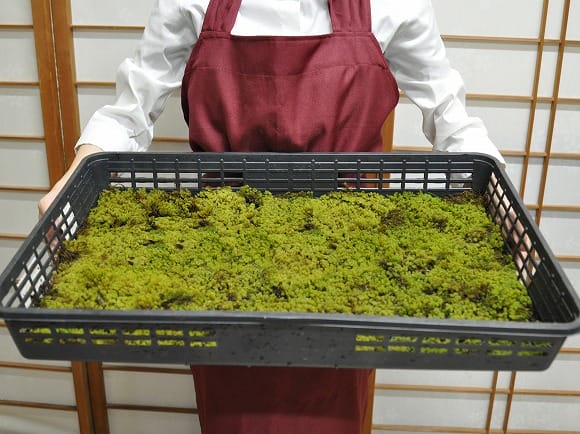 砂苔(すなごけ) 大トレーの盆栽を販売｜盆栽妙 – 盆栽妙 本店