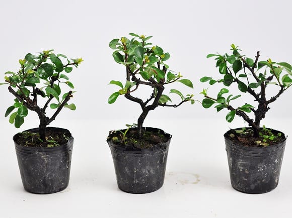 最終価格盆栽鉢 植木鉢 鉢 瑠璃アンティーク