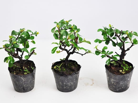 三河盆栽　長寿梅　盆栽　極太素材 盆栽素材 長寿梅 大を販売｜盆栽妙 – 盆栽妙 本店