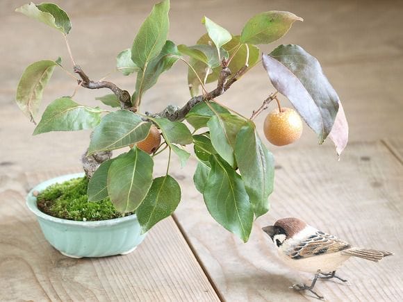 梨 1点もの No.31の盆栽を販売｜ギフトを贈るなら盆栽妙 – 盆栽妙 本店