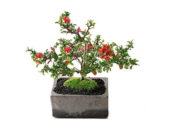 植え替え用土 10個セットの盆栽を販売｜盆栽妙 – 盆栽妙 本店