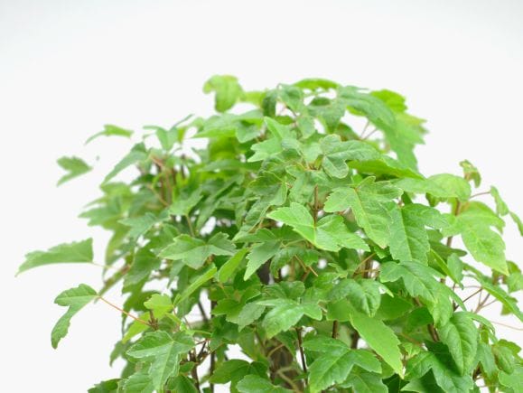 盆栽　楓　植木　太幹 楓の寄せ植え 太幹の盆栽を販売｜盆栽妙 – 盆栽妙 本店
