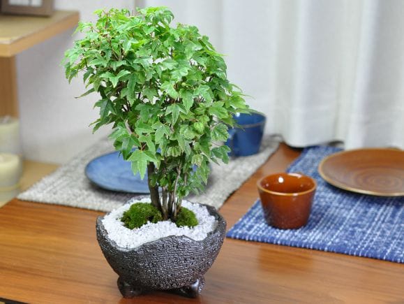 楓の寄せ植え　太幹