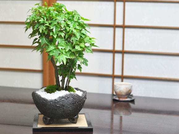 楓の寄せ植え　太幹