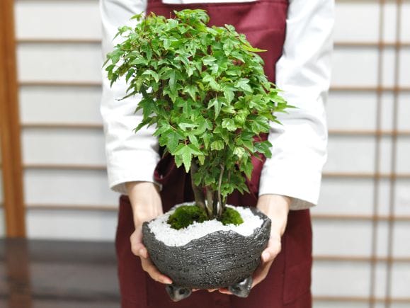 楓の寄せ植え　太幹