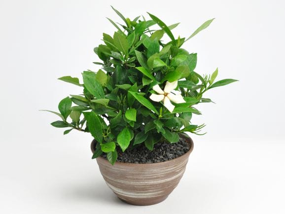 盆栽 クチナシ　根本極太約5cm　花目3個 クチナシ 太幹の盆栽を販売｜盆栽妙 – 盆栽妙 本店