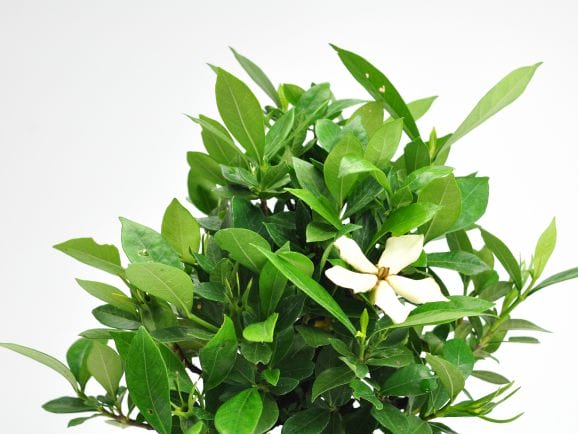 クチナシ 太幹の盆栽を販売｜盆栽妙 – 盆栽妙 本店