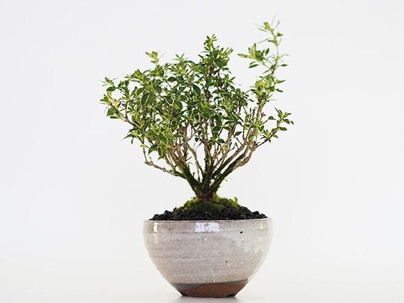 白丁花(ハクチョウゲ)の盆栽の販売｜盆栽妙 – 盆栽妙 本店