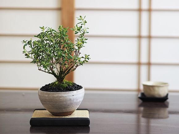 白丁花　斑入り　盆栽　4.5号鉢つき　幹太❗ 白丁花 斑入り 盆栽 4.5号鉢つき 幹太❗