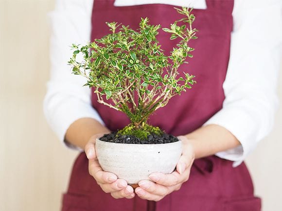 白丁花(ハクチョウゲ)