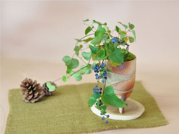 青葛藤(アオツヅラフジ)の盆栽を販売｜盆栽妙 – 盆栽妙 本店