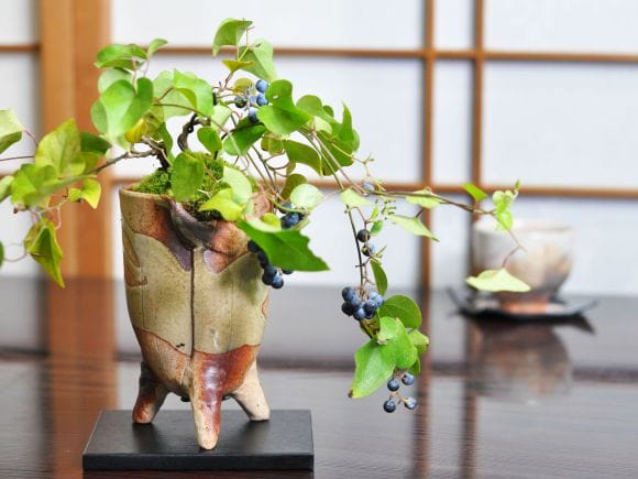 青葛藤(アオツヅラフジ)