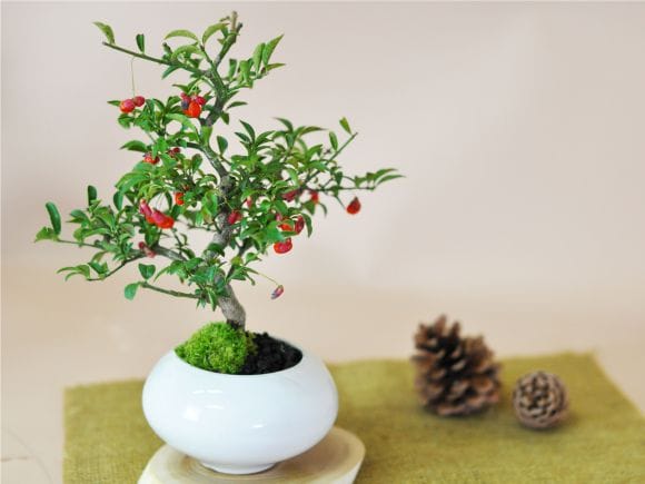 こまゆみの盆栽を販売｜盆栽妙 – 盆栽妙 本店