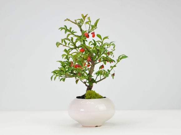 三河盆栽　盆栽愛好家在庫放出セール　コマユミ　盆栽 盆栽 コマユミ盆栽（こまゆみ・ミニ 小葉性小真弓盆栽）小品盆栽 4238