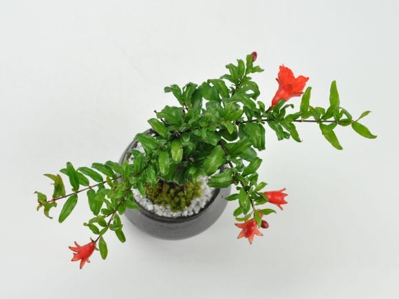 姫ざくろの盆栽を販売｜盆栽妙 – 盆栽妙 本店