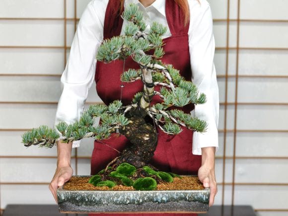 リース盆栽　極上五葉松　松富士