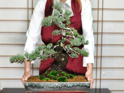 リース盆栽　極上五葉松　松富士