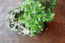白丁花　カラフトタネツケバナ 岩つけ