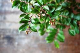 サルスベリ チカソー