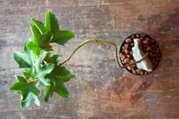 ファトスヘデラ　黒彩鉢