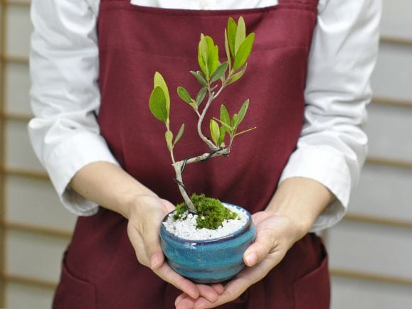 ミニオリーブの盆栽を販売｜盆栽妙 – 盆栽妙 本店