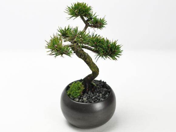 枝ぶりのよい千寿丸の盆栽を販売｜盆栽妙 – 盆栽妙 本店