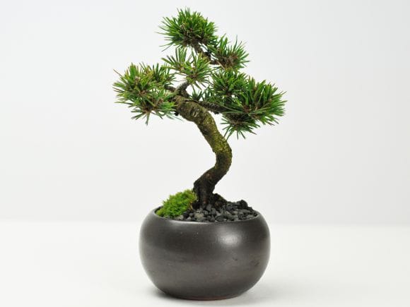 枝ぶりのよい千寿丸の盆栽を販売｜盆栽妙 – 盆栽妙 本店