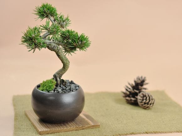 枝ぶりのよい千寿丸の盆栽を販売｜盆栽妙 – 盆栽妙 本店