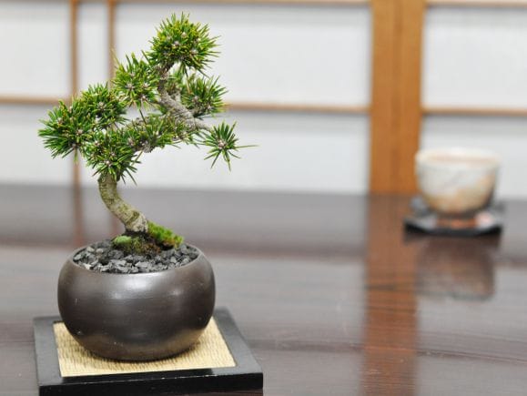 枝ぶりのよい千寿丸の盆栽を販売｜盆栽妙 – 盆栽妙 本店