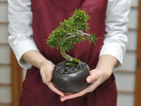 枝ぶりのよい千寿丸の盆栽を販売｜盆栽妙 – 盆栽妙 本店