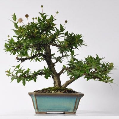 サワフタギ　1点もの No.173