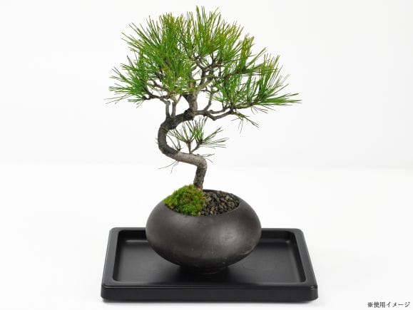 盆栽皿 プラスチック 6号の盆栽を販売｜盆栽妙 – 盆栽妙 本店