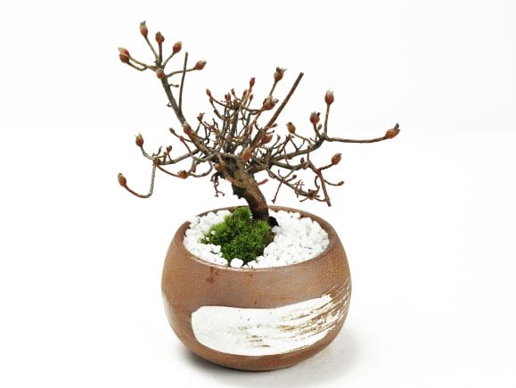 大特価！ツツジ 盆栽　超極太　雲仙 深山霧島　花蕾沢山あります 大特価！ツツジ 盆栽 超極太 雲仙 深山霧島 花蕾沢山あります