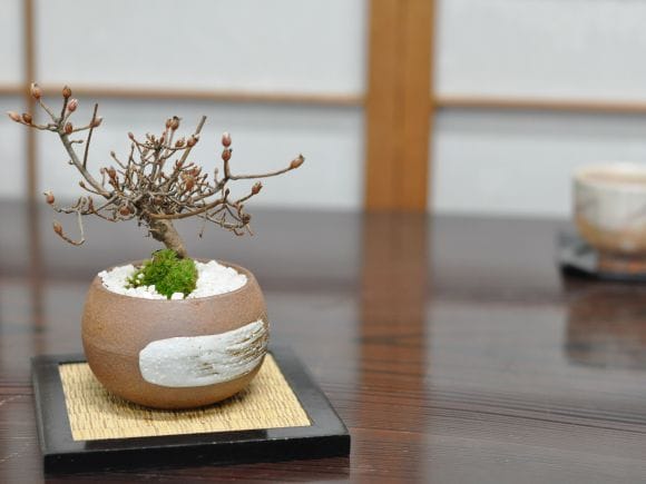 ツツジ 深山霧島の盆栽を販売|盆栽妙 – 盆栽妙 本店 ツツジ 深山霧島の盆栽を販売|盆栽妙 – 盆栽妙 本店