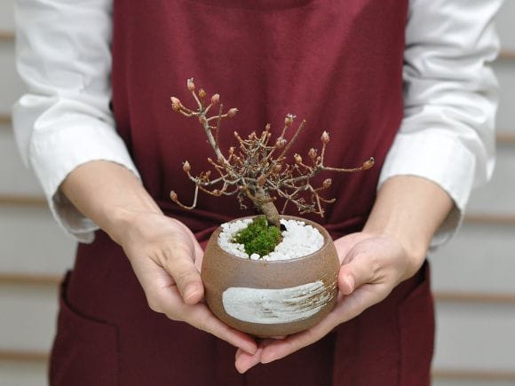 大特価！ツツジ 盆栽　超極太　雲仙 深山霧島　花蕾沢山あります 大特価！ツツジ 盆栽 超極太 雲仙 深山霧島 花蕾沢山あります
